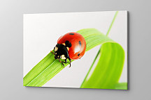 Obraz Ladybird